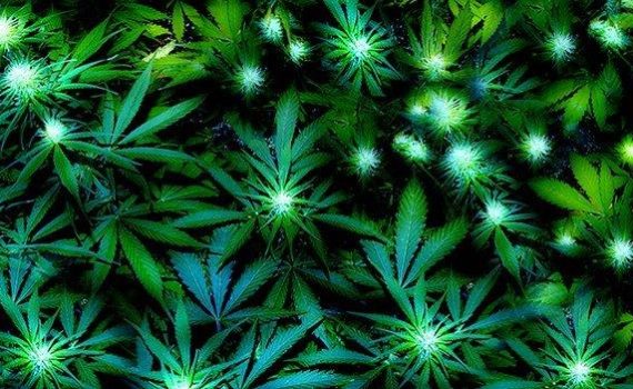 legalization cannabis