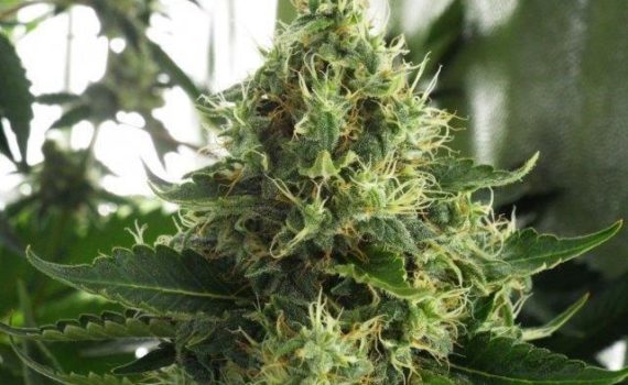 MUJICA GOLD marijuana strain