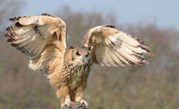 Owls against illegal pot farming