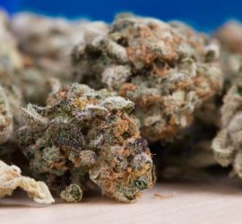 Marihuana más potente del mundo