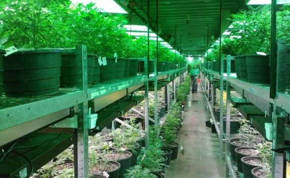 trends in the cannabis industry