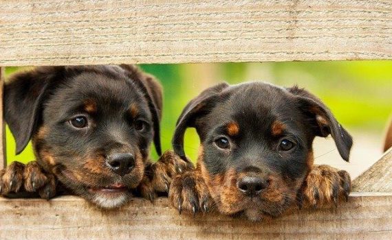 Calm your pet with CBD