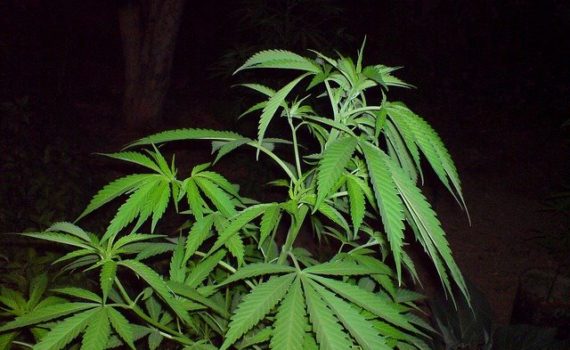 Gymnastics for your cannabis plants