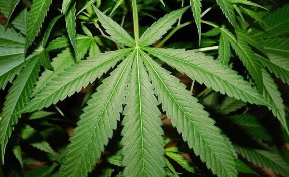 How is the anatomy of a cannabis plant