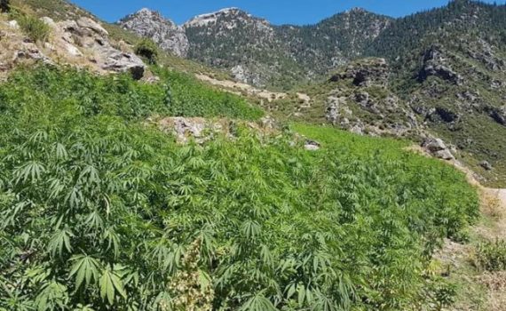 Tips to be discreet with your outdoor culture