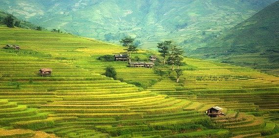 How to make super soil for cannabis cultivation