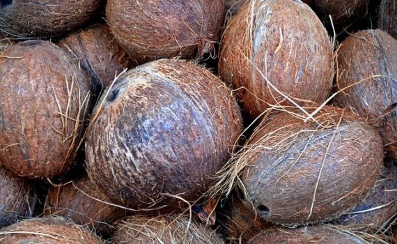 Coconut fiber to grow cannabis
