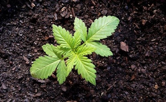 Imperial Brands and Snoop Dogg invest in marijuana