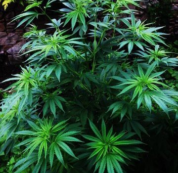 First Medical Cannabis Dispensary Set to Open in Brooklyn by End of Year