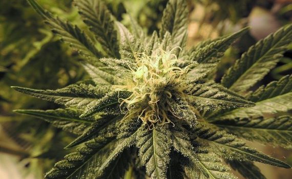 Recreational cannabis legalization in Canada