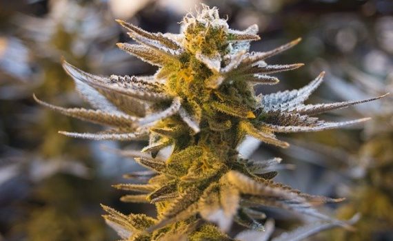 Why CBD Legal and THC is not