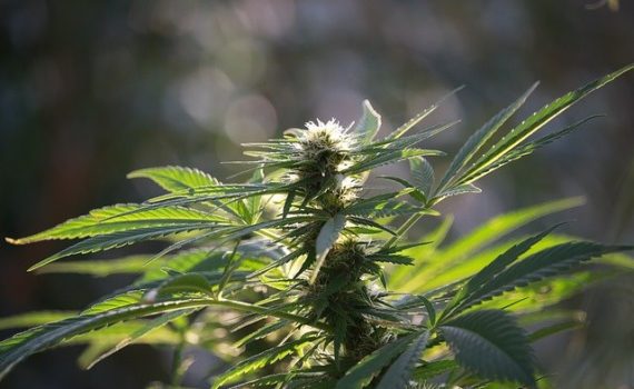 Biotech Company Raises Funds for Cannabis Research Project