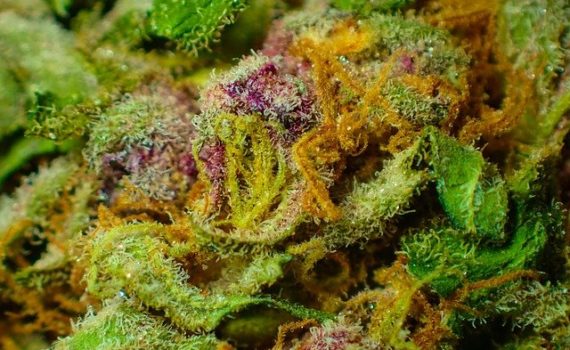 Legal Weed in Canada Might be facing drought for a Year