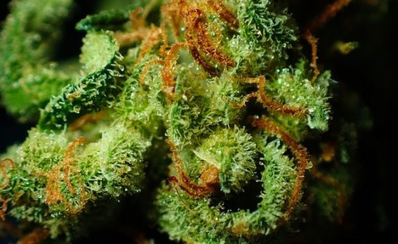 Mike Tyson Wants to Start a TV Show based on His Life as a Cannabis Grower