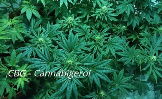 CBG cannabigerol