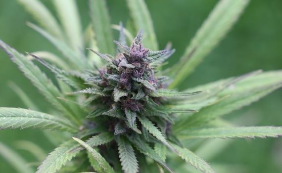 High Demand for Medical Cannabis in Germany Leads to Complications