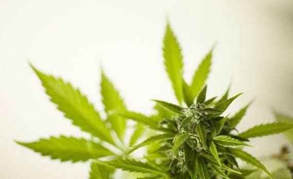 Los Angeles Begins the Process of Licensing Cannabis Growers