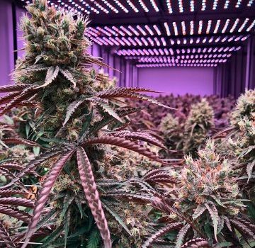 The Cannabis Industry is set for a bright Future