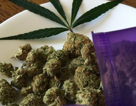 The U.S Government needs Cannabis Growers to Cultivate Thousands of Kilos of Cannabis