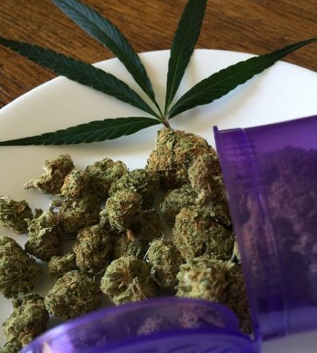 The U.S Government needs Cannabis Growers to Cultivate Thousands of Kilos of Cannabis