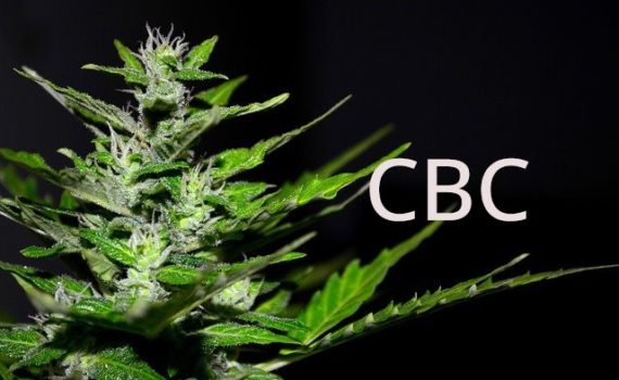 CBC (cannabichromene)