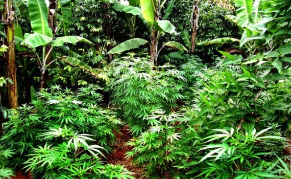 Cannabis in Jamaica
