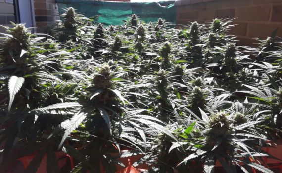 Cannabis pruning techniques MUJICA GOLD By KETAMA SEEDS BANK