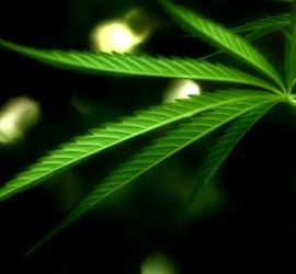 cultivando cannabis sativa