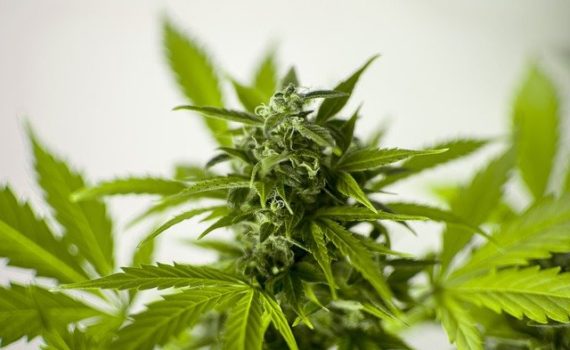 The Supreme Court of Vermont rules Marijuana smell is not a reason for search