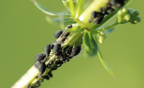 Biological fight against cannabis pests