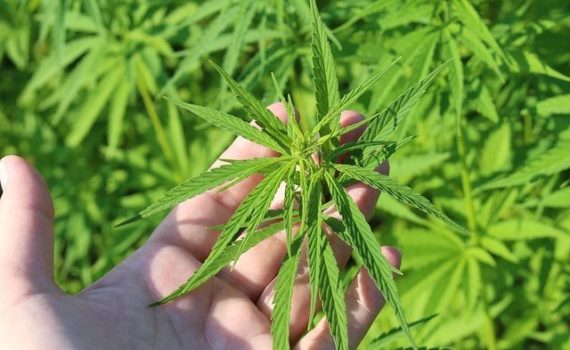 Cáñamo, mucho más que una planta