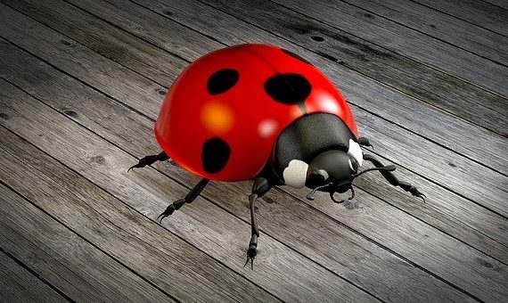 Insects to fight pests in cannabis ladybug