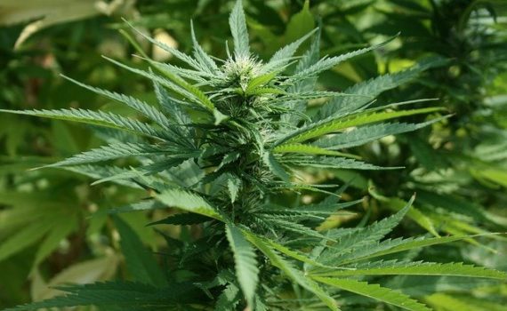 The largest cannabis project in the world