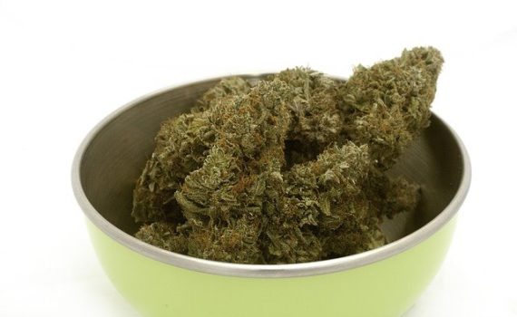 WHO (World Health Organization) recommends removing cannabis from the list of harmful substances