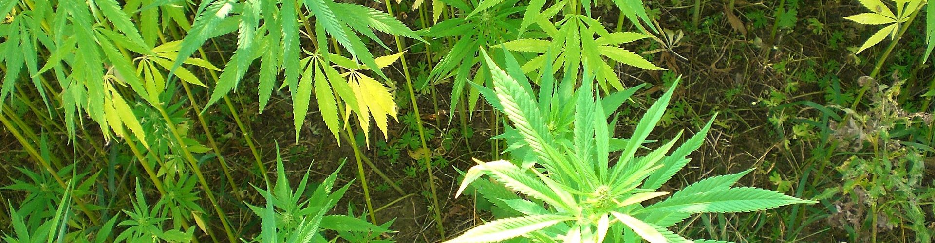 Another Former House Republican is set to join the Cannabis Industry