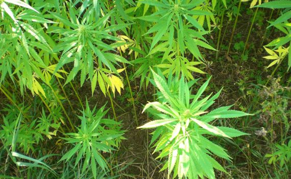 Another Former House Republican is set to join the Cannabis Industry