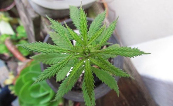 North Dakota plans to open first Medical Marijuana shop