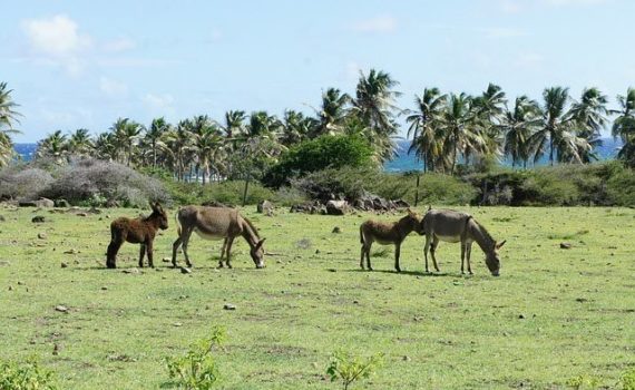 St. Kitts and Nevis Caribbean Nation Plans to Reform Cannabis Laws