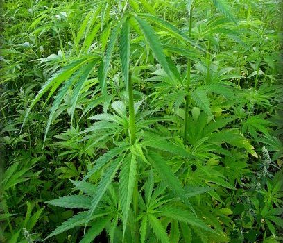 Cannabis to treat HIV-Cannabis para tratar el SIDA