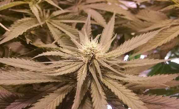 Many countries plan to legalize cannabis why