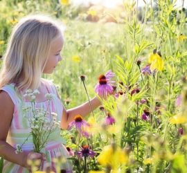 incautan cannabis medicinal