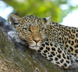 cannabis en Botsuana