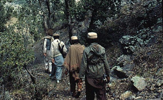 Cannabis legalization and terrorism