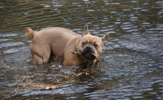 veterinarians - veterinarios