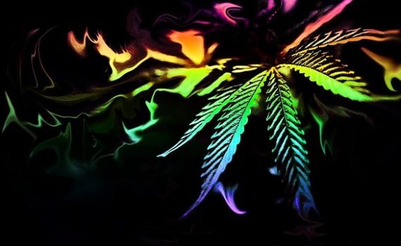 International Church of Cannabis-Iglesia Internacional del Cannabis