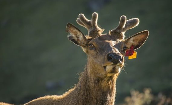 new zealand marijuana-nueva zelanda marihuana