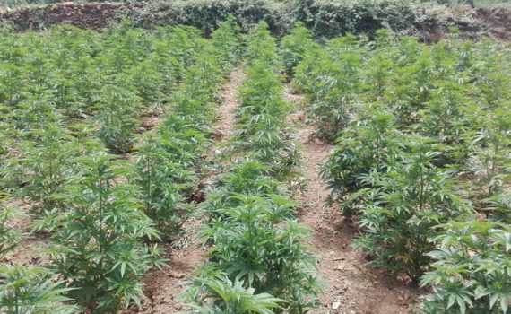 Start growing cannabis in June (North hemisphere) or December (south)