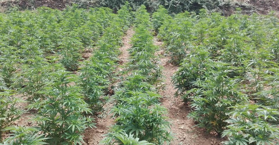 Start growing cannabis in June (North hemisphere) or December (south)