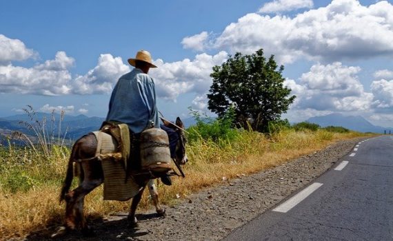 cannabis in algeria-cannabis en argelia