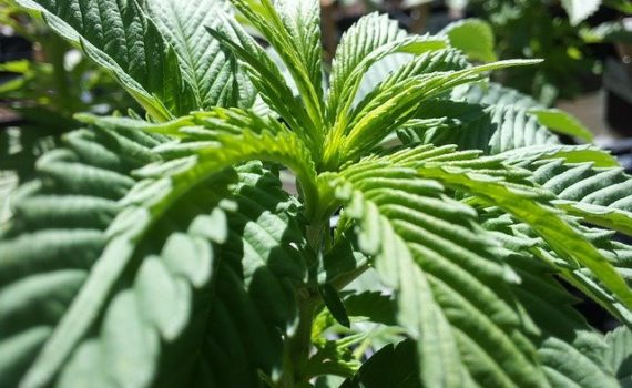 Cultivadores legales de cannabis vuelven a la ilegalidad